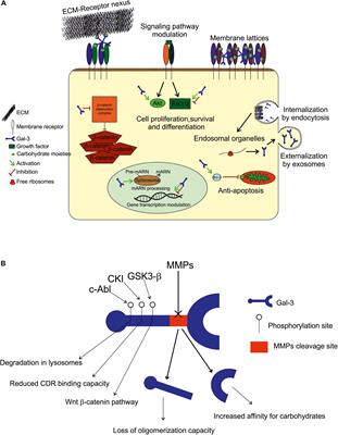 Galectin-3-Mediated Glial Crosstalk Drives Oligodendrocyte Differentiation and (Re)myelination